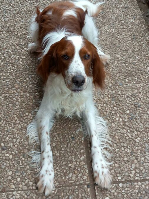 Irish Red and White Setter „Barney“