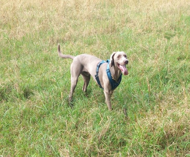 Weimaraner „Aiko“