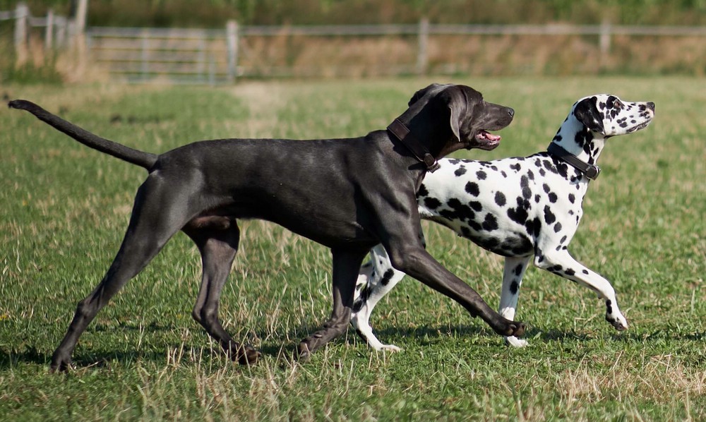 Weimaraner  „Barclay“