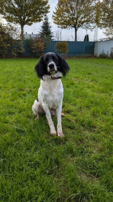 Großer Münsterländer „Buddy“