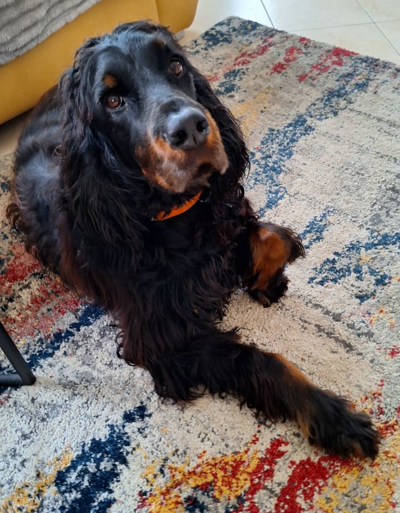 Gordon Setter „Arthos und Babsy“