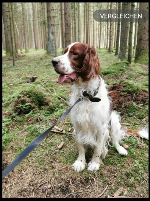 Irish Red and White Setter „Barney“