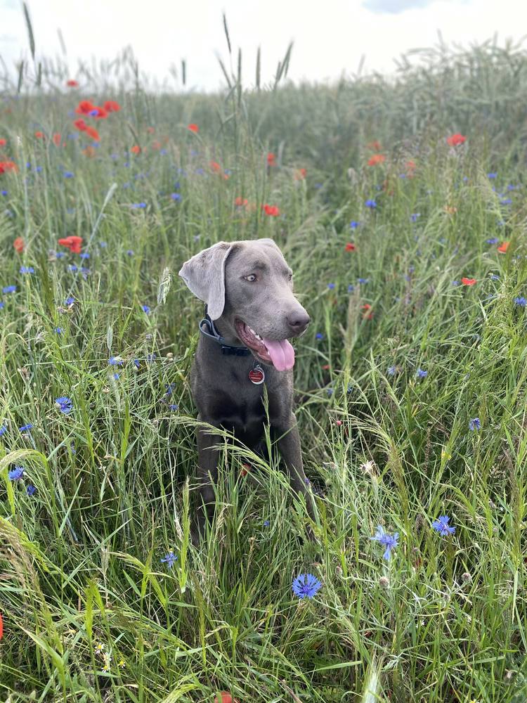 Weimaraner Mix „Coco“