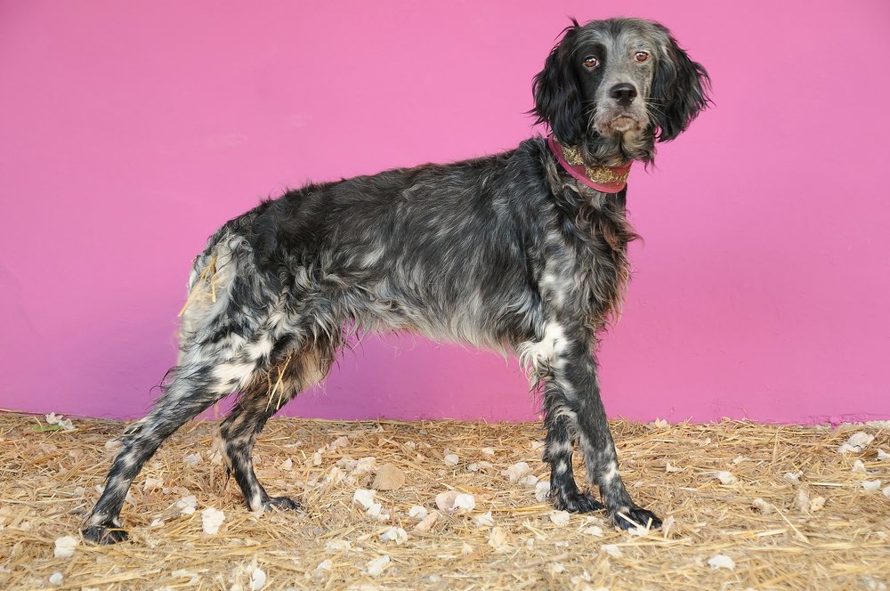 Setter „Curro“