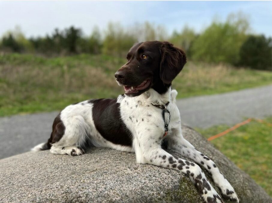 Kleiner Münsterländer „Heidi (Zwinger zum Stubbenland)“