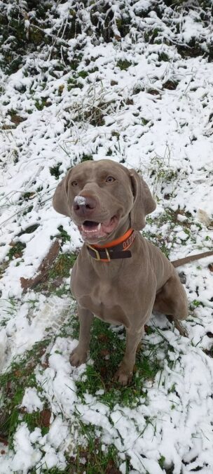 Weimaraner „Mara“