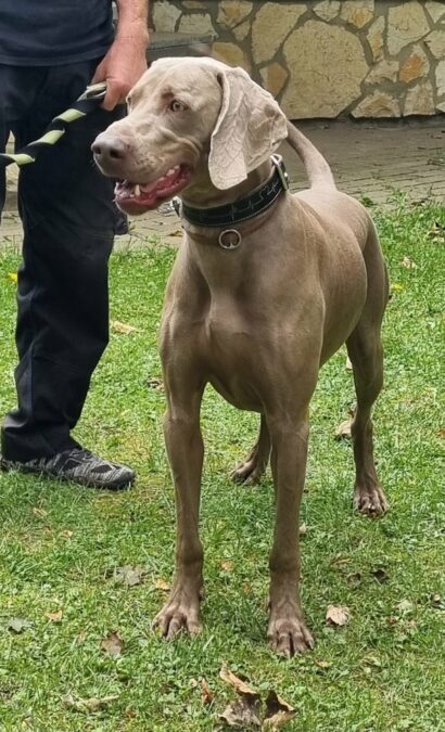 Weimaraner „Max“