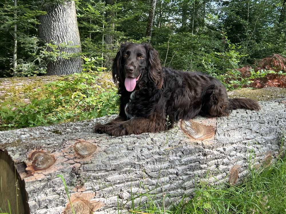 Deutscher Wachtelhund „Oscar“