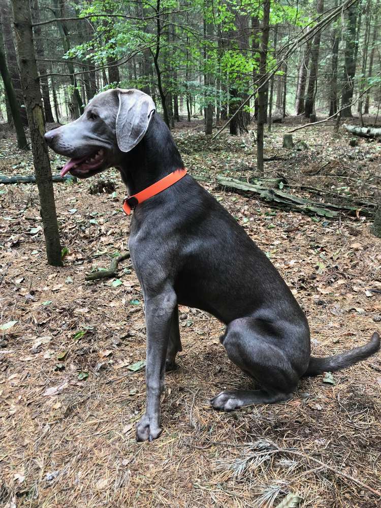 Labrador – Weimaraner  „Oskar“