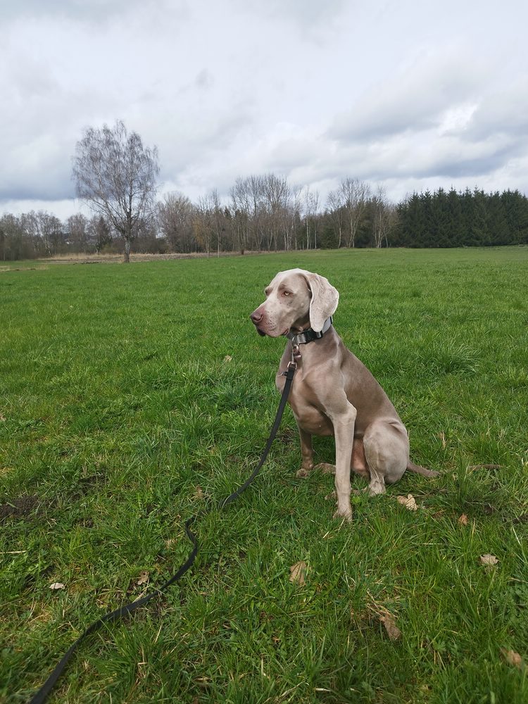 Weimaraner „Sam“