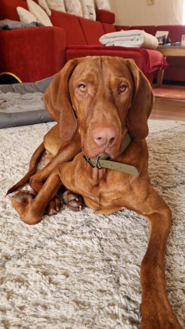 Magyar Vizsla „Diego“