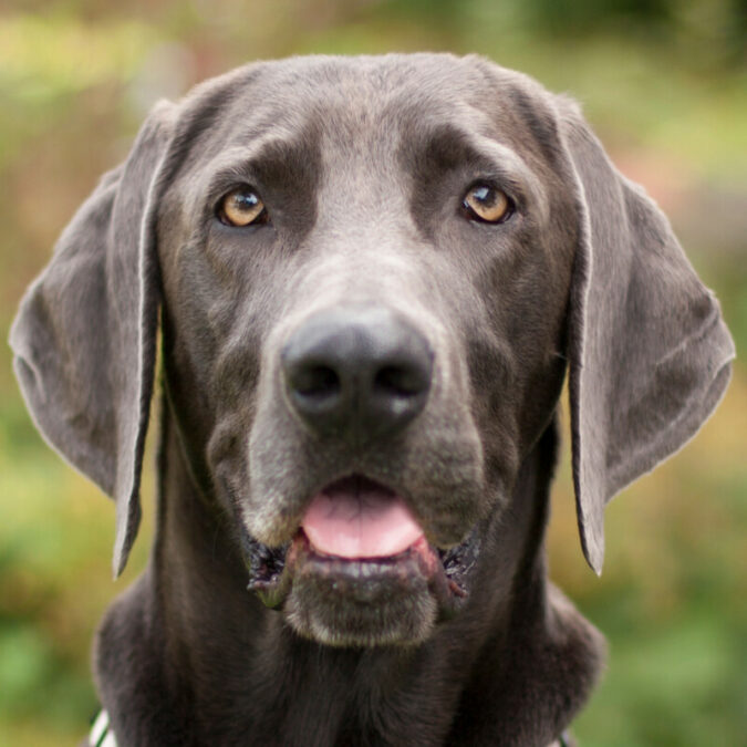 Weimaraner „Joe Fritz“